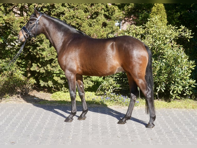 Pony tedesco Castrone 3 Anni 146 cm Baio scuro in Paderborn