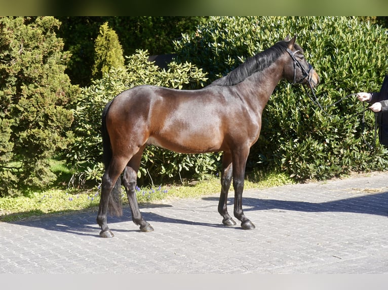 Pony tedesco Castrone 3 Anni 146 cm Baio scuro in Paderborn