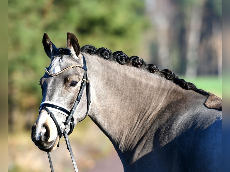 Pony tedesco Castrone 3 Anni 146 cm in Kamern