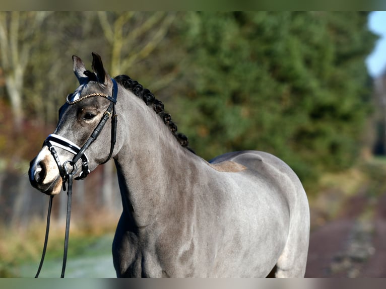 Pony tedesco Castrone 3 Anni 146 cm in Kamern