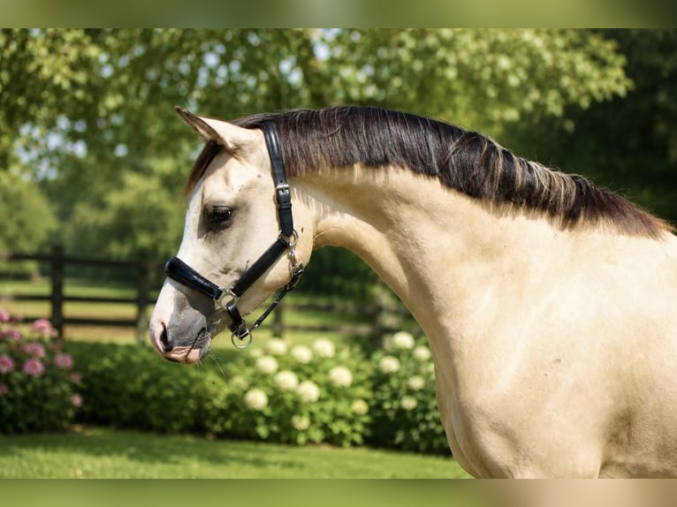 Pony tedesco Castrone 3 Anni 146 cm Falbo in Badbergen