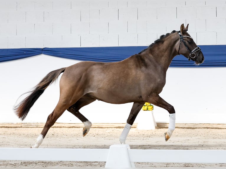 Pony tedesco Castrone 3 Anni 146 cm Falbo in Marsberg