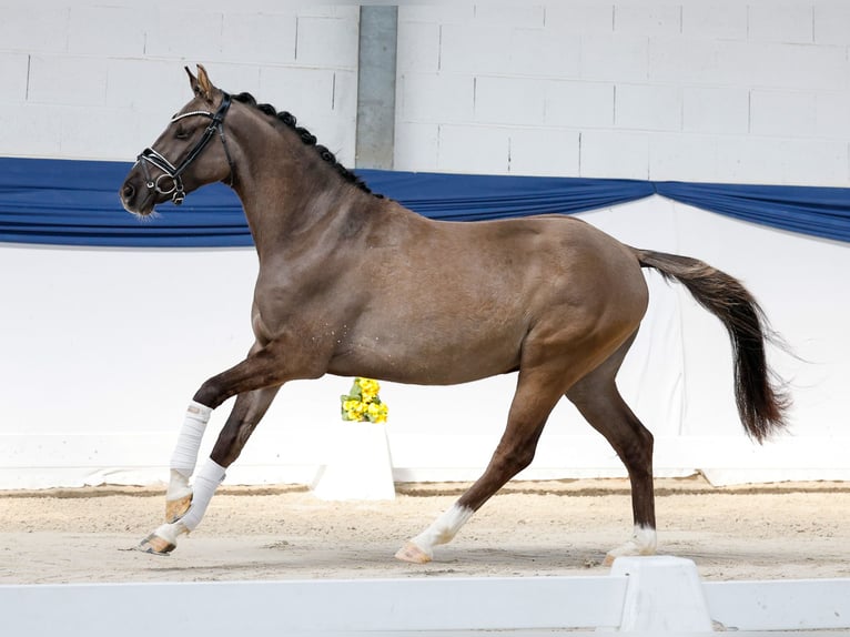 Pony tedesco Castrone 3 Anni 146 cm Falbo in Marsberg
