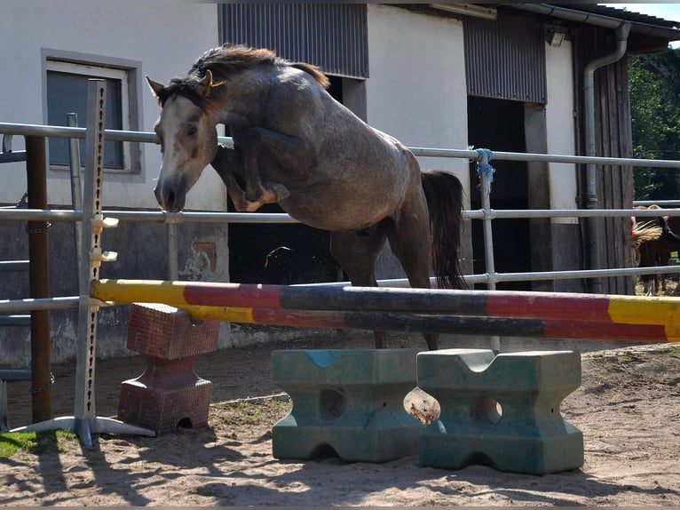 Pony tedesco Castrone 3 Anni 146 cm Grigio in Eckersdorf