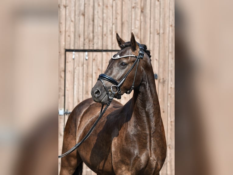 Pony tedesco Castrone 3 Anni 146 cm Morello in Lippetal