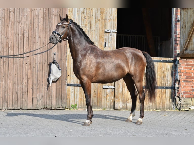 Pony tedesco Castrone 3 Anni 146 cm Morello in Lippetal