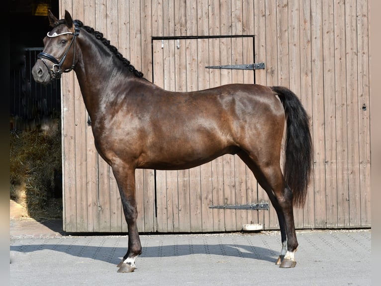 Pony tedesco Castrone 3 Anni 146 cm Morello in Lippetal