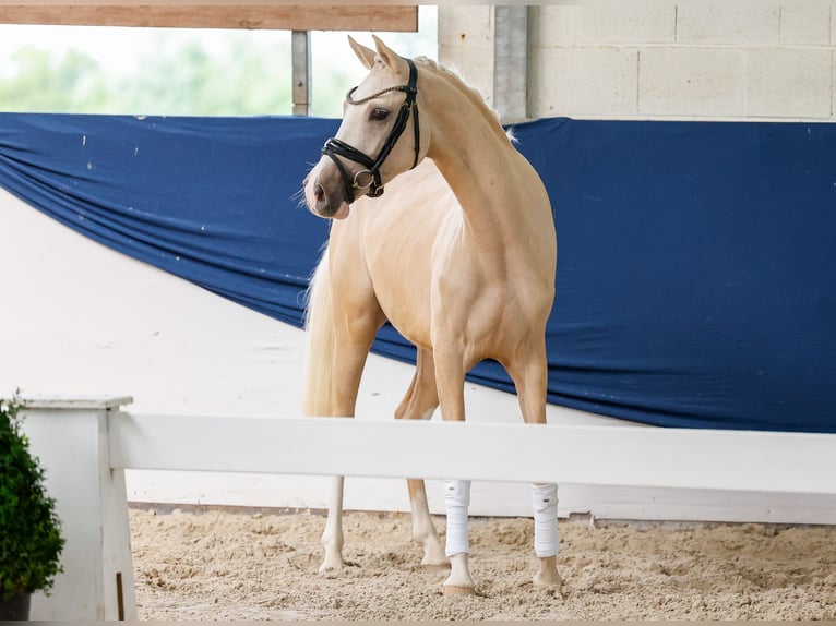 Pony tedesco Castrone 3 Anni 146 cm Palomino in Marsberg