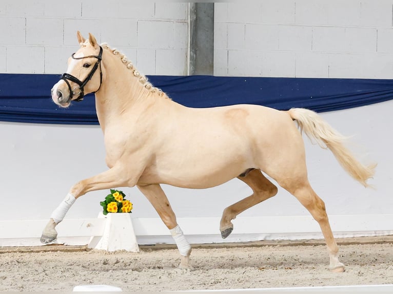 Pony tedesco Castrone 3 Anni 146 cm Palomino in Marsberg