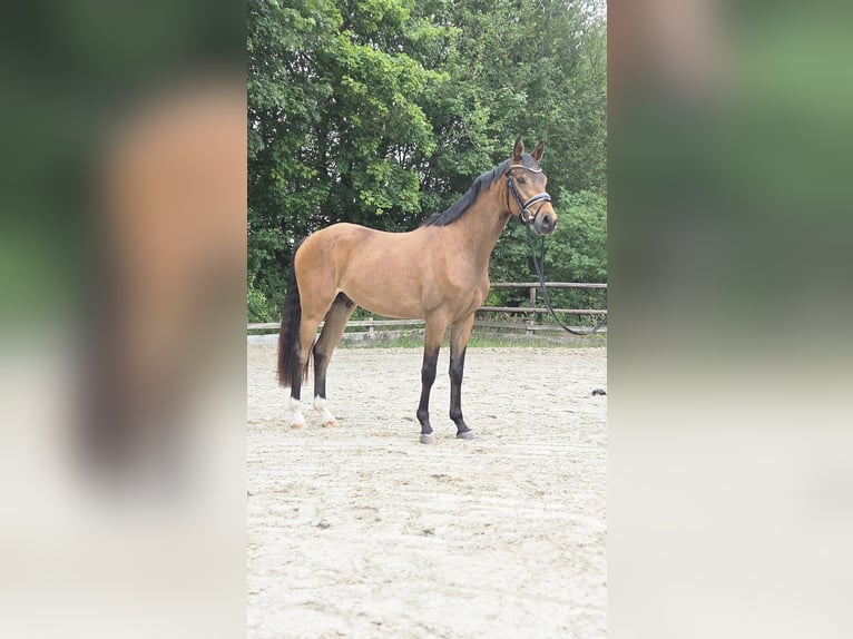 Pony tedesco Castrone 3 Anni 146 cm Pelle di daino in Ottersberg