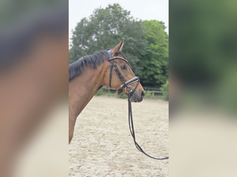 Pony tedesco Castrone 3 Anni 146 cm Pelle di daino in Ottersberg