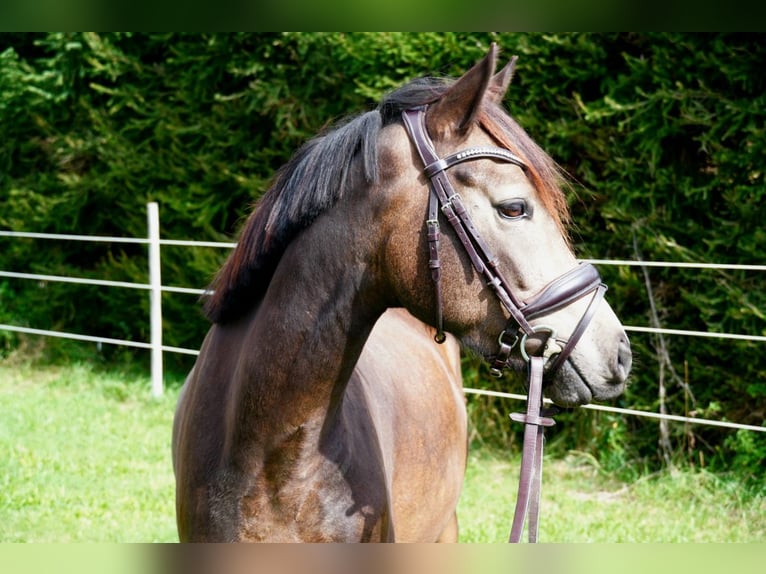 Pony tedesco Castrone 3 Anni 146 cm Pelle di daino in Drackenstein