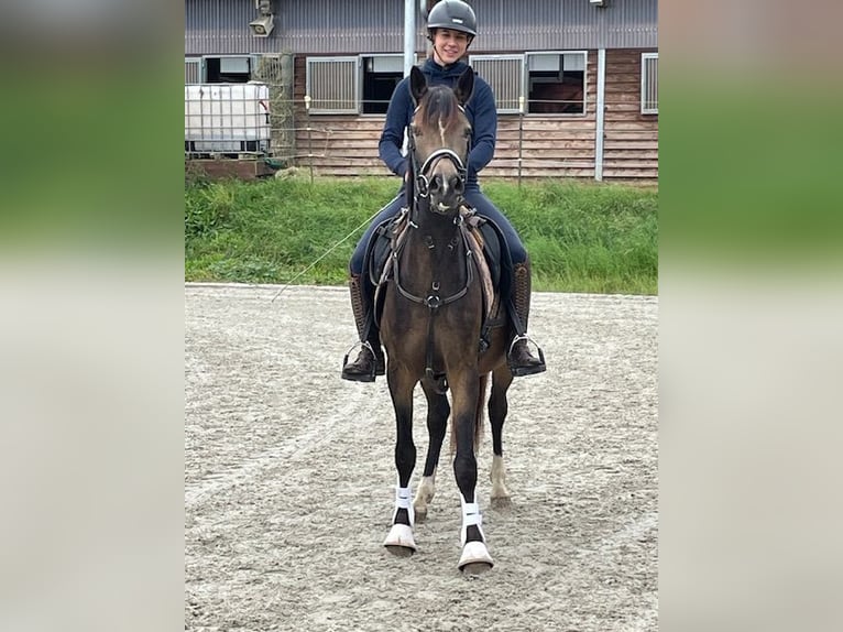 Pony tedesco Castrone 3 Anni 146 cm Pelle di daino in Drackenstein