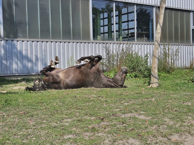 Pony tedesco Castrone 3 Anni 146 cm Pelle di daino in Niederzier