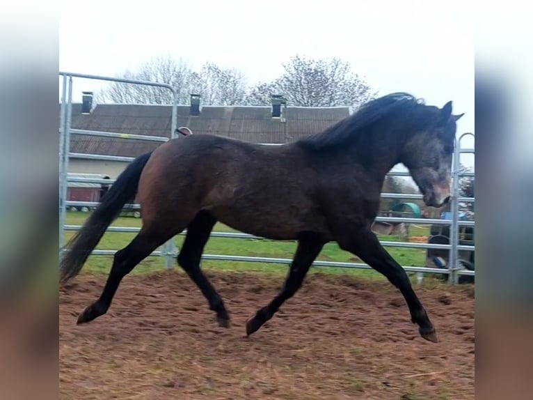Pony tedesco Castrone 3 Anni 146 cm Può diventare grigio in Dersekow