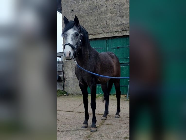 Pony tedesco Castrone 3 Anni 146 cm Può diventare grigio in Dersekow