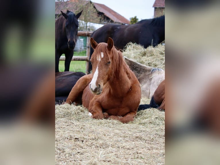 Pony tedesco Castrone 3 Anni 146 cm Sauro in Gudensberg
