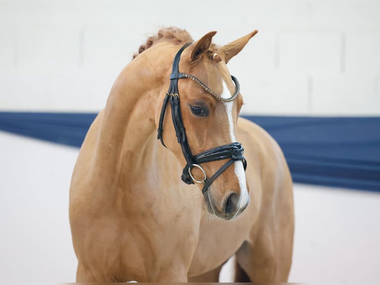 Pony tedesco Castrone 3 Anni 146 cm Sauro in Marsberg