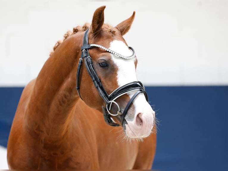 Pony tedesco Castrone 3 Anni 146 cm Sauro in Marsberg
