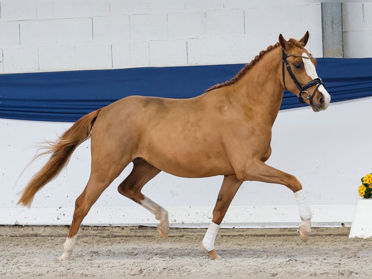 Pony tedesco Castrone 3 Anni 146 cm Sauro in Marsberg