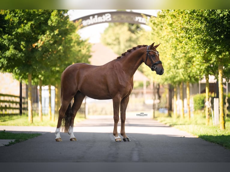 Pony tedesco Castrone 3 Anni 146 cm Sauro scuro in Heemskerk