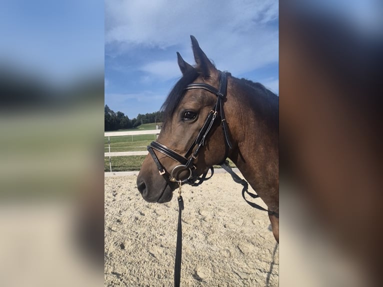 Pony tedesco Castrone 3 Anni 147 cm Baio in Kilchberg ZH