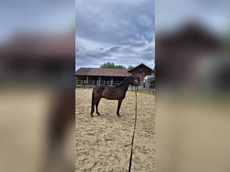 Pony tedesco Castrone 3 Anni 147 cm Baio in Kilchberg ZH