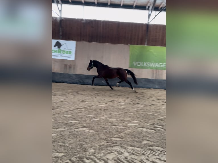 Pony tedesco Castrone 3 Anni 147 cm Baio in Wegeleben