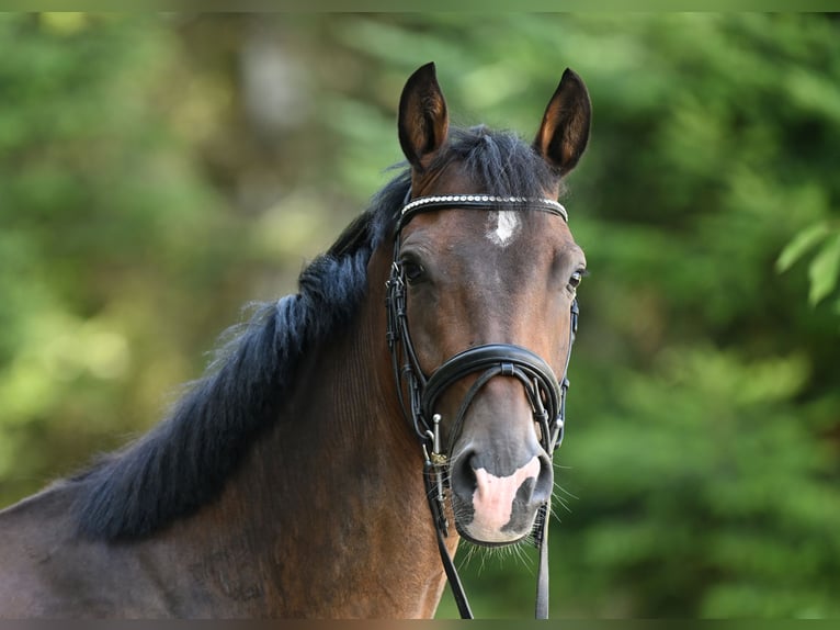 Pony tedesco Castrone 3 Anni 147 cm Baio in Gschwend