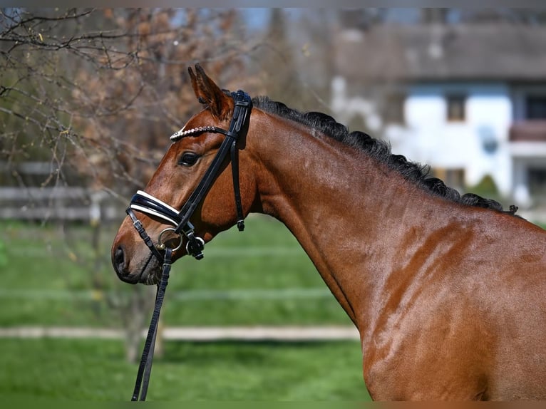 Pony tedesco Castrone 3 Anni 147 cm Baio in Weilheim