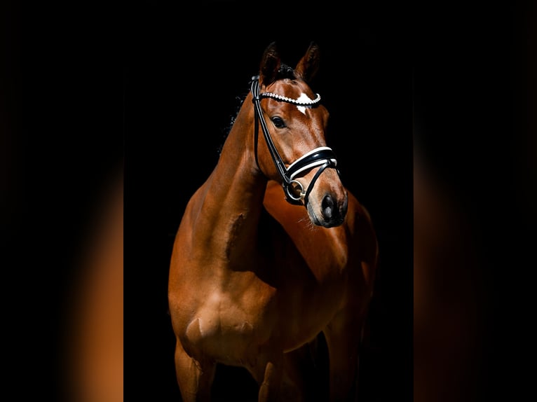 Pony tedesco Castrone 3 Anni 147 cm Baio in Weilheim
