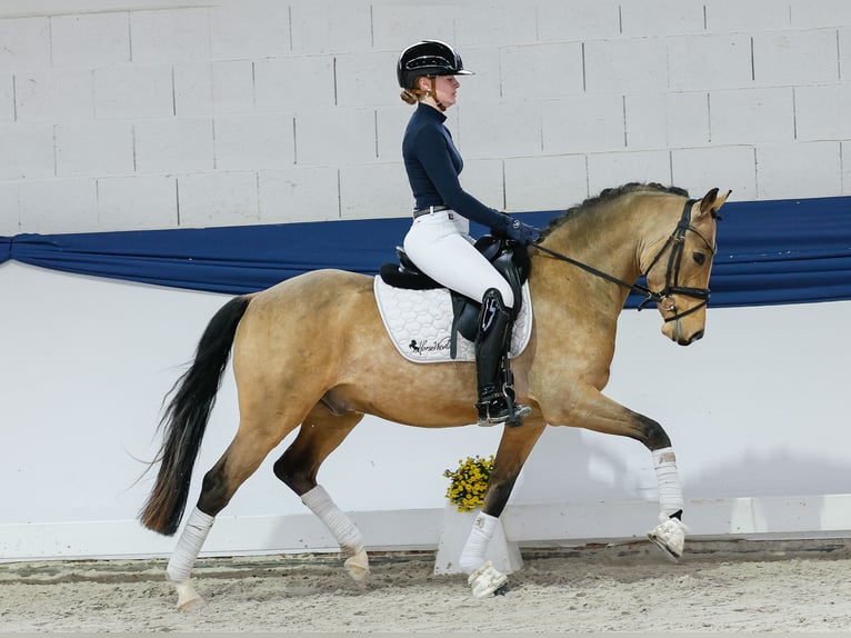 Pony tedesco Castrone 3 Anni 147 cm Falbo in Marsberg Pony tedesco Castrone 3 Anni 147 cm Falbo in Marsberg