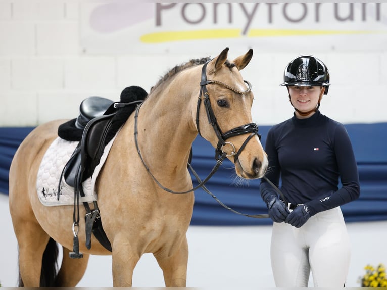 Pony tedesco Castrone 3 Anni 147 cm Falbo in Marsberg Pony tedesco Castrone 3 Anni 147 cm Falbo in Marsberg