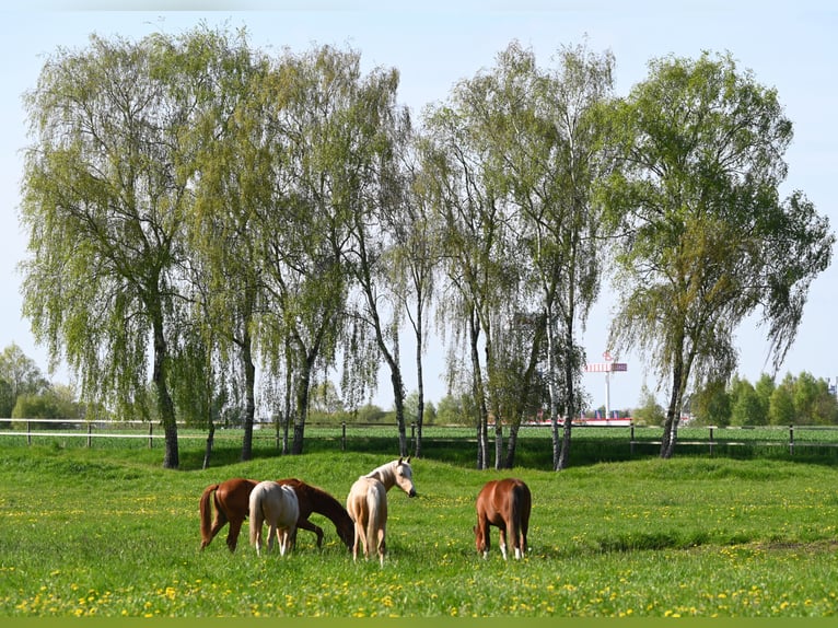 Pony tedesco Castrone 3 Anni 147 cm Palomino in Bad Zwischenahn