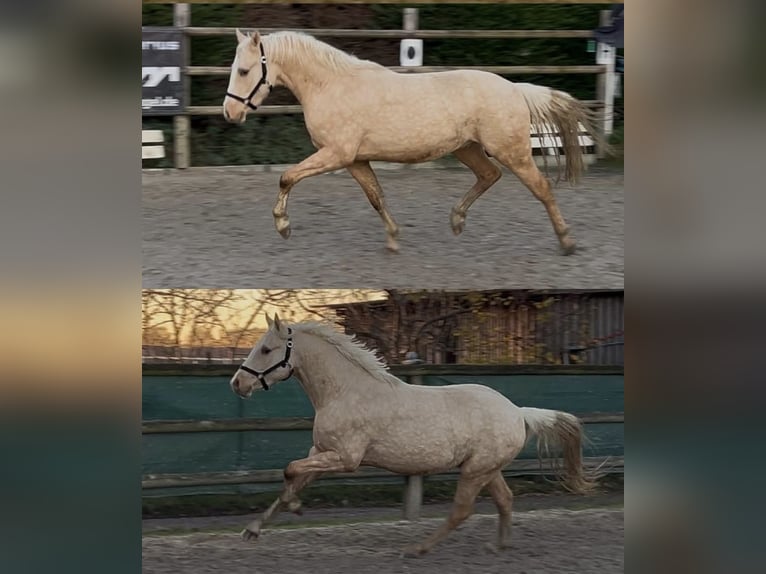 Pony tedesco Castrone 3 Anni 147 cm Palomino in Nottuln