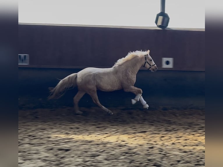Pony tedesco Castrone 3 Anni 147 cm Palomino in Nottuln
