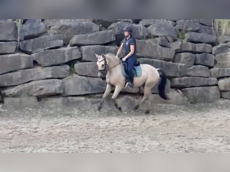 Pony tedesco Castrone 3 Anni 147 cm Pelle di daino in Lindlar