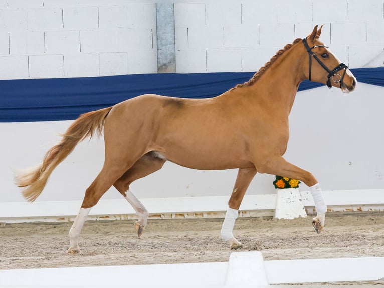 Pony tedesco Castrone 3 Anni 147 cm Sauro in Marsberg