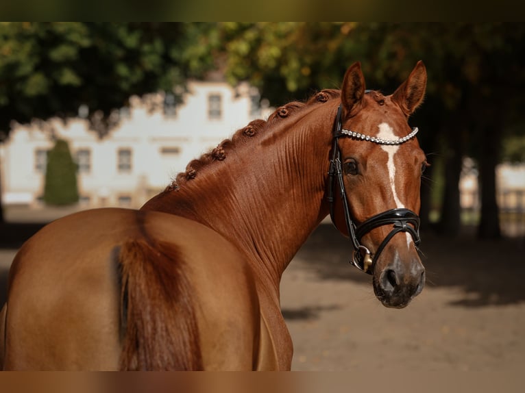 Pony tedesco Castrone 3 Anni 147 cm Sauro in Breddin