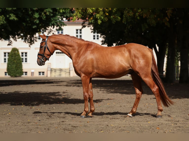 Pony tedesco Castrone 3 Anni 147 cm Sauro in Breddin