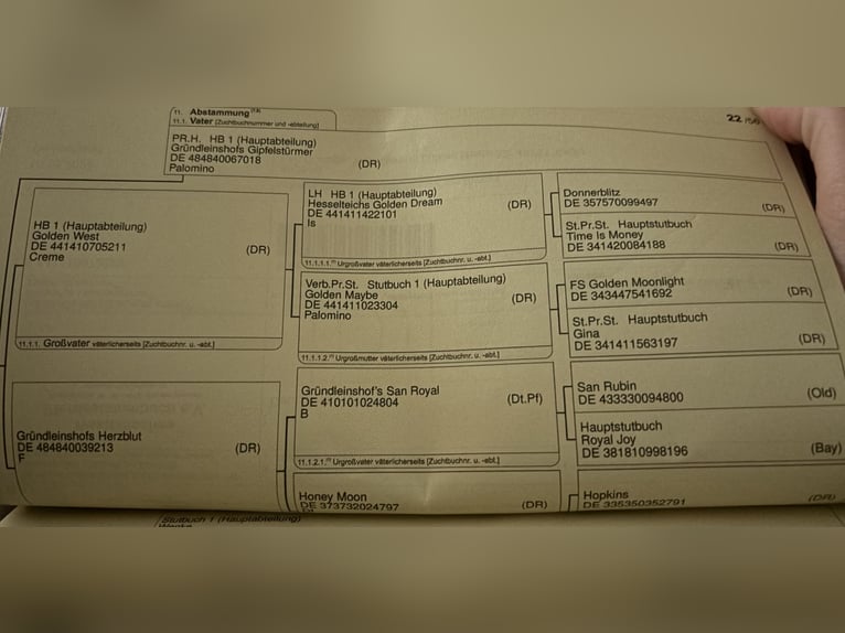 Pony tedesco Castrone 3 Anni 148 cm Baio scuro in Telgte