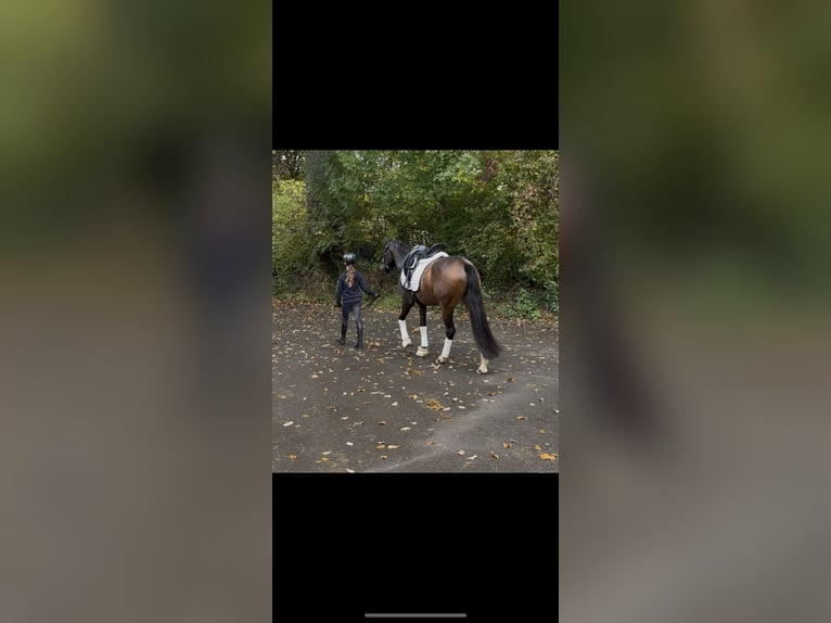 Pony tedesco Castrone 3 Anni 148 cm Baio scuro in Telgte