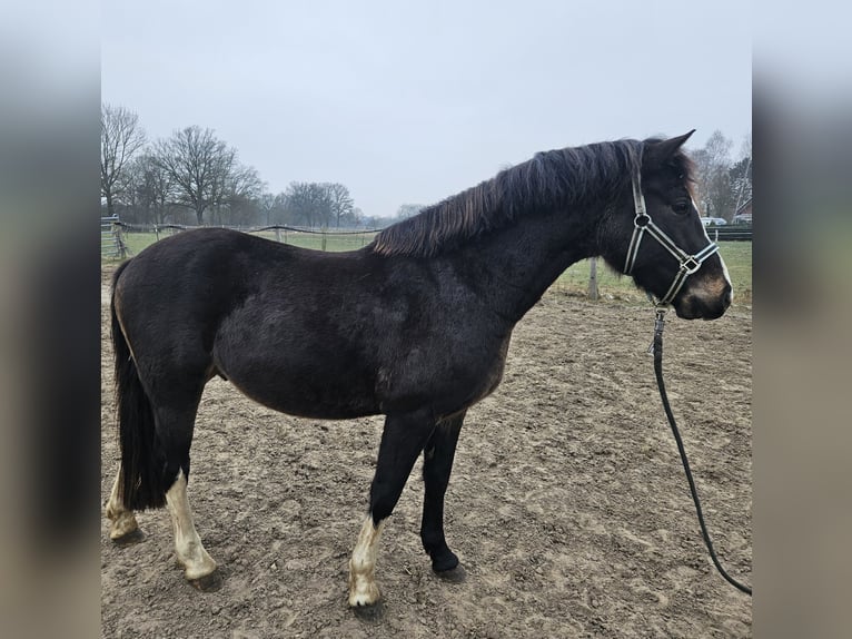 Pony tedesco Castrone 3 Anni 148 cm in Hittbergen
