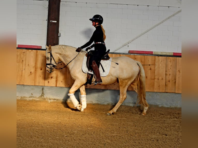 Pony tedesco Castrone 3 Anni 148 cm in Kempen