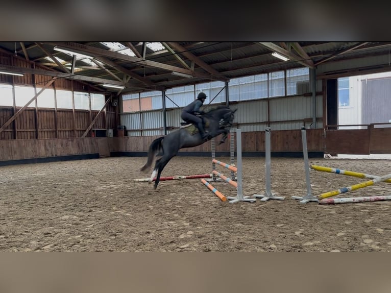 Pony tedesco Castrone 3 Anni 148 cm Grigio in D&#xF6;tlingen