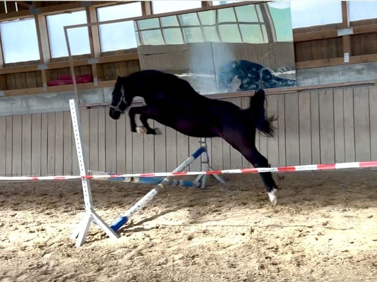 Pony tedesco Castrone 3 Anni 148 cm Morello in Hohenroth