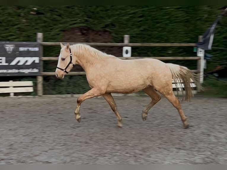 Pony tedesco Castrone 3 Anni 148 cm Palomino in Nottuln
