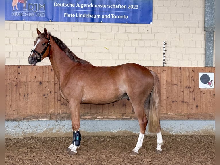 Pony tedesco Castrone 3 Anni 148 cm Sauro in Bad Bentheim