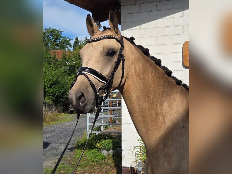 Pony tedesco Castrone 3 Anni 150 cm Pelle di daino in Haunetal