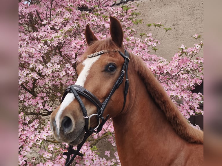 Pony tedesco Castrone 3 Anni 151 cm Sauro in Crossen
